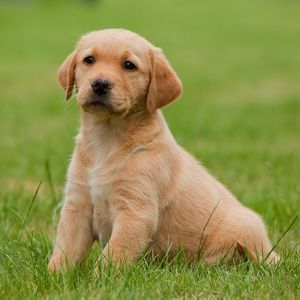 Meet your Posher, Brady